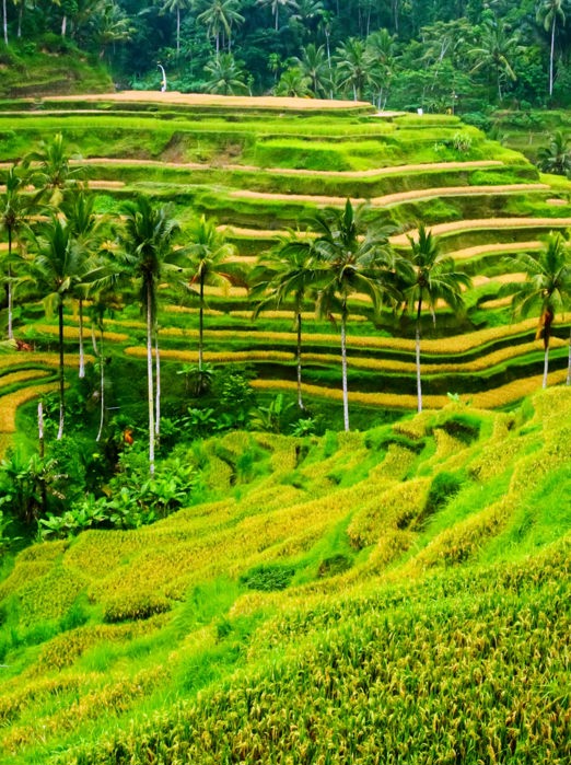 bali - ubud_rismark_12