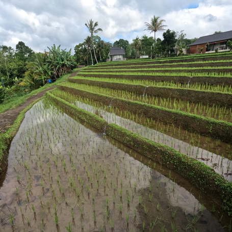 bali - Ubud Vandring risterrasser_01