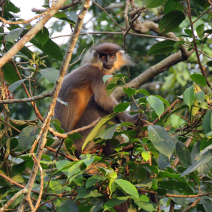 Nameri National Park Abe 01 Gettyimages 1185863128