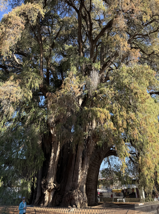 Mexico Oaxaca Tule Trae 04 Pernille