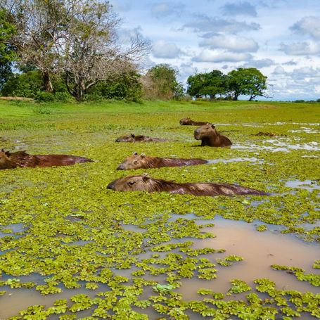 Colombia Casanare Capybaras Hato La Aurora