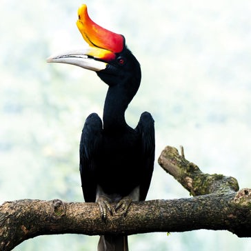 malaysia/borneo - borneo_naesehornsfugl_02_hf