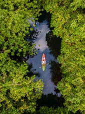 Kayak Mellem Mangrovetræer Luftfoto