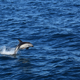 Indenrigsfly til Atlanterhavskysten.