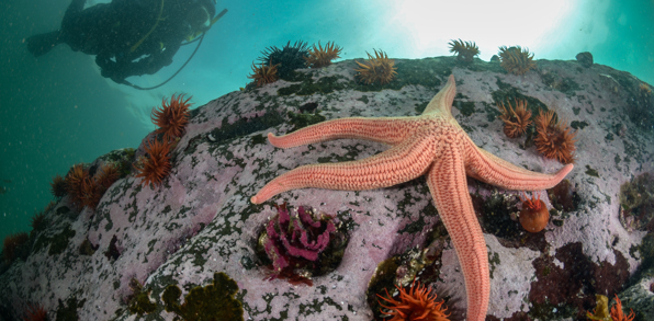 Påskeøen Dykning 03