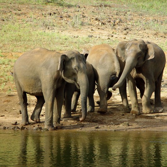 indien - periyar elefanter_01