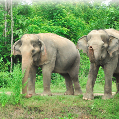 thailand - Hua Hin_Wild Life Rescue_01