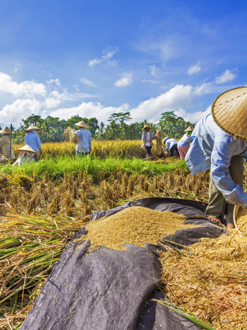 bali - bali_rismarker_subak system_01