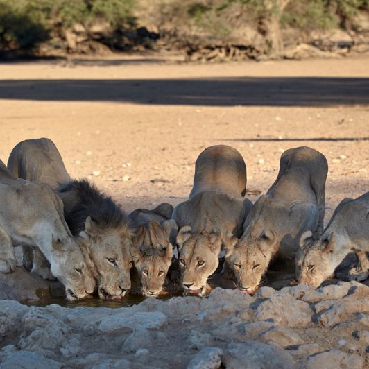 Kgalagadi Transfrontier Park 