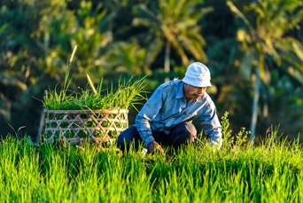 bali - bali_jatiluhwi_befolkning_rismarker_01