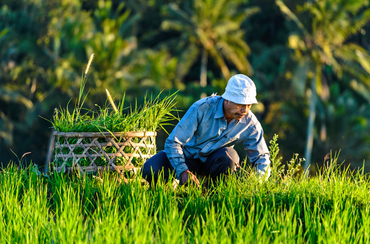 bali - bali_jatiluhwi_befolkning_rismarker_01