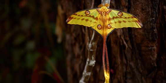 Madagaskar Andasibe Mantadia NP Comet Moth Argema Mittrei Big Yellow Butterfly Sommerfugl