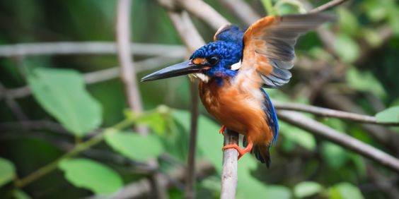 Sukau Rainforest Fugl Kingfisher 2548575591