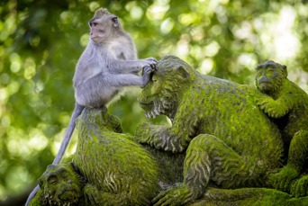 bali - ubud_monkey forrest_08