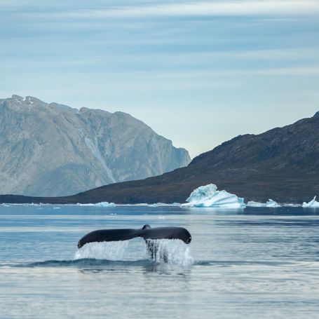 Grønland Nuuk Fjorden Med Isbjerg Express 3