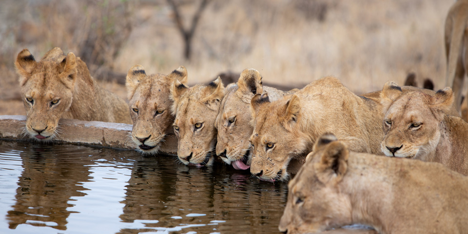 Sydafrika 2025 Mikkel 0064 Løveer