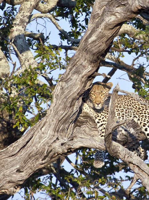 etosha_nationalpark_leopard_02