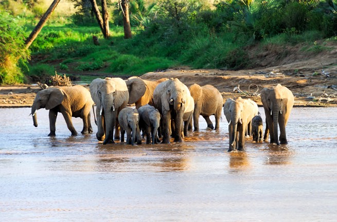 sydafrika - elephant national park_elefant_05