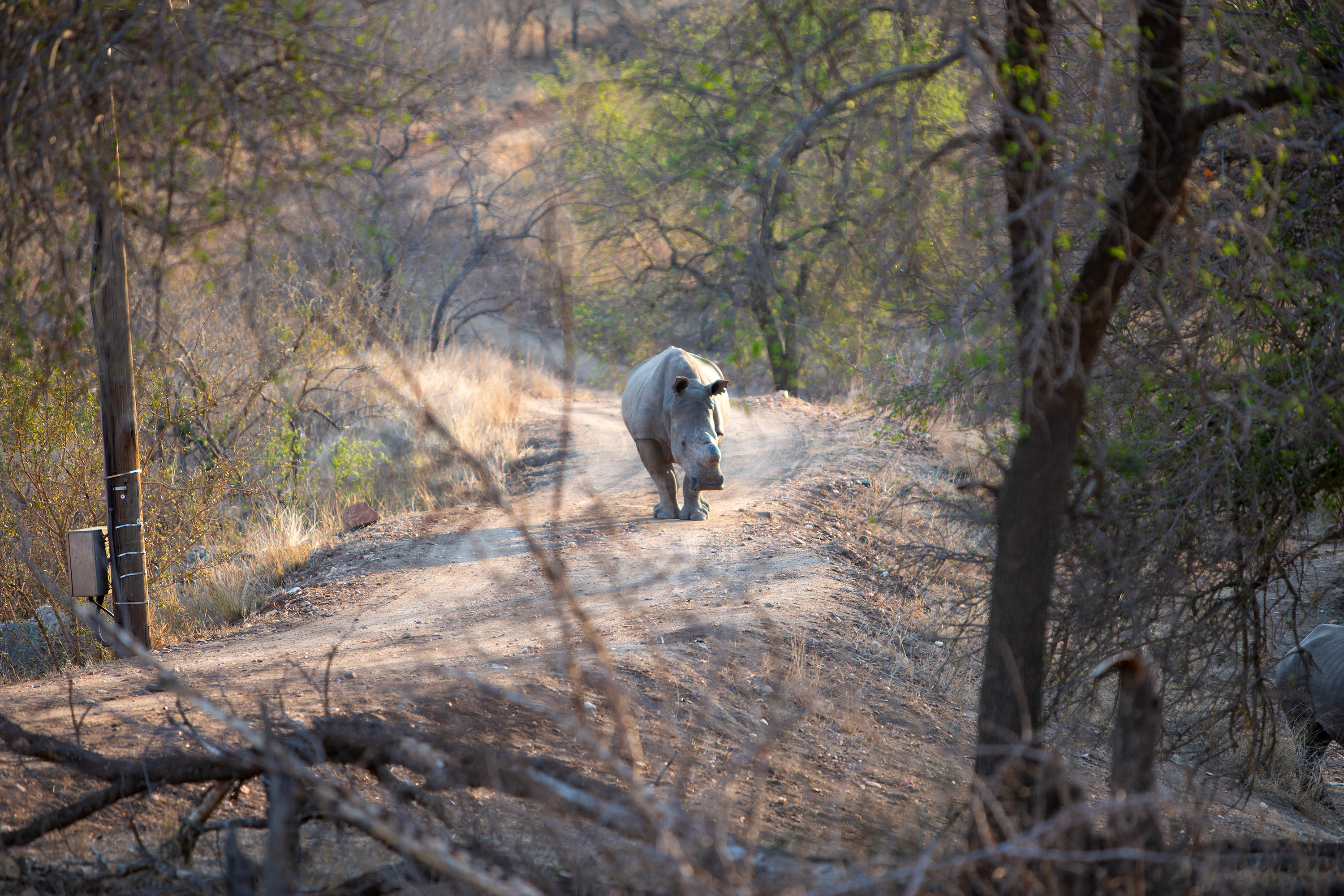 IMG 0653 0419 Hvidt Næsehorn