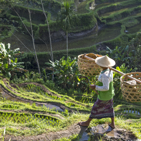 bali - bali_rismark_farmer_14