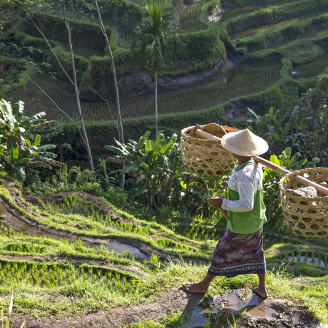 bali - bali_rismark_farmer_14