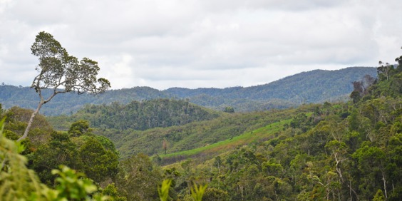 andasibe mantadia national park01