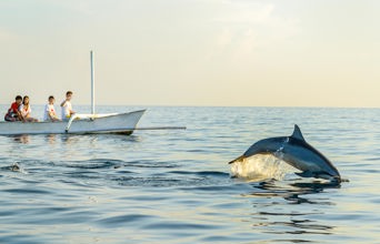 bali - lovina_delfin_01