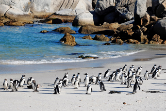 Pingviner på Boulders Beach