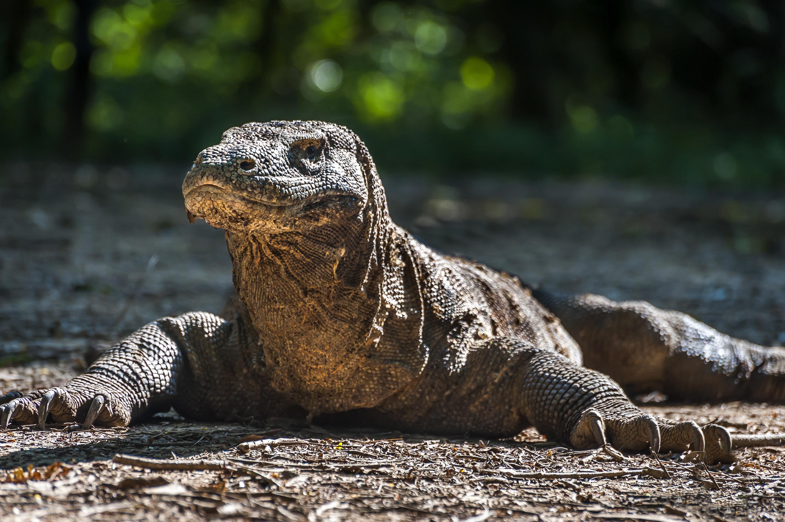 Indonesien - komodo_komodovaran_03