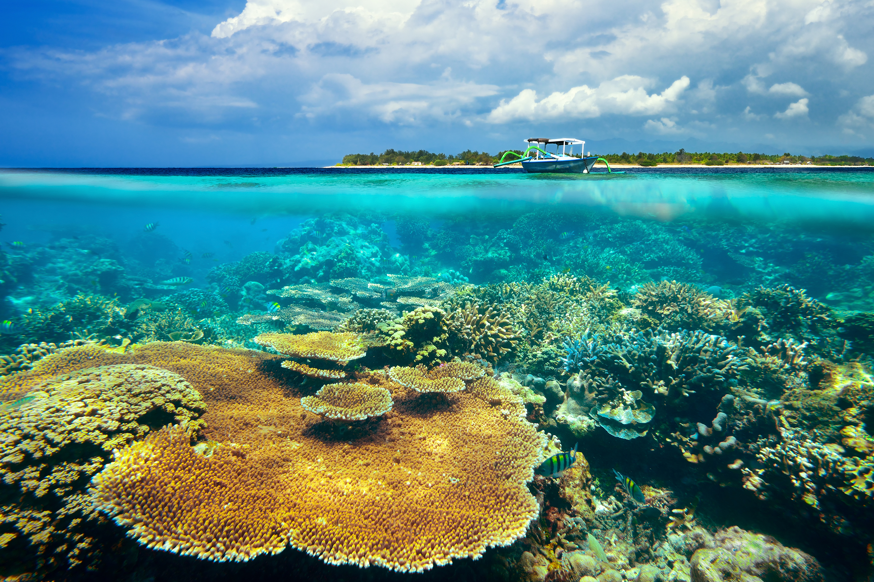 bali - gili_meno_koraller_01