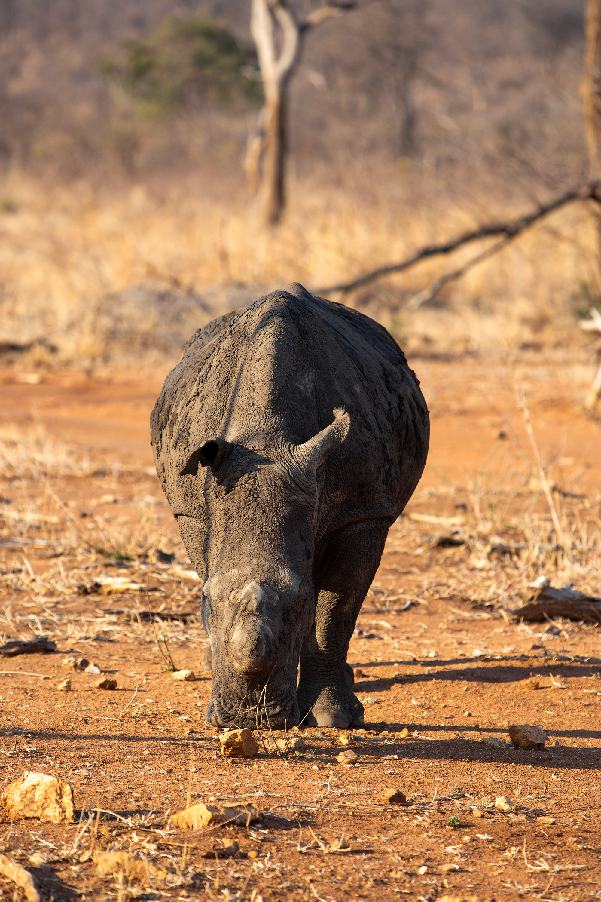 IMG 0589 0357 Hvidt Næsehorn