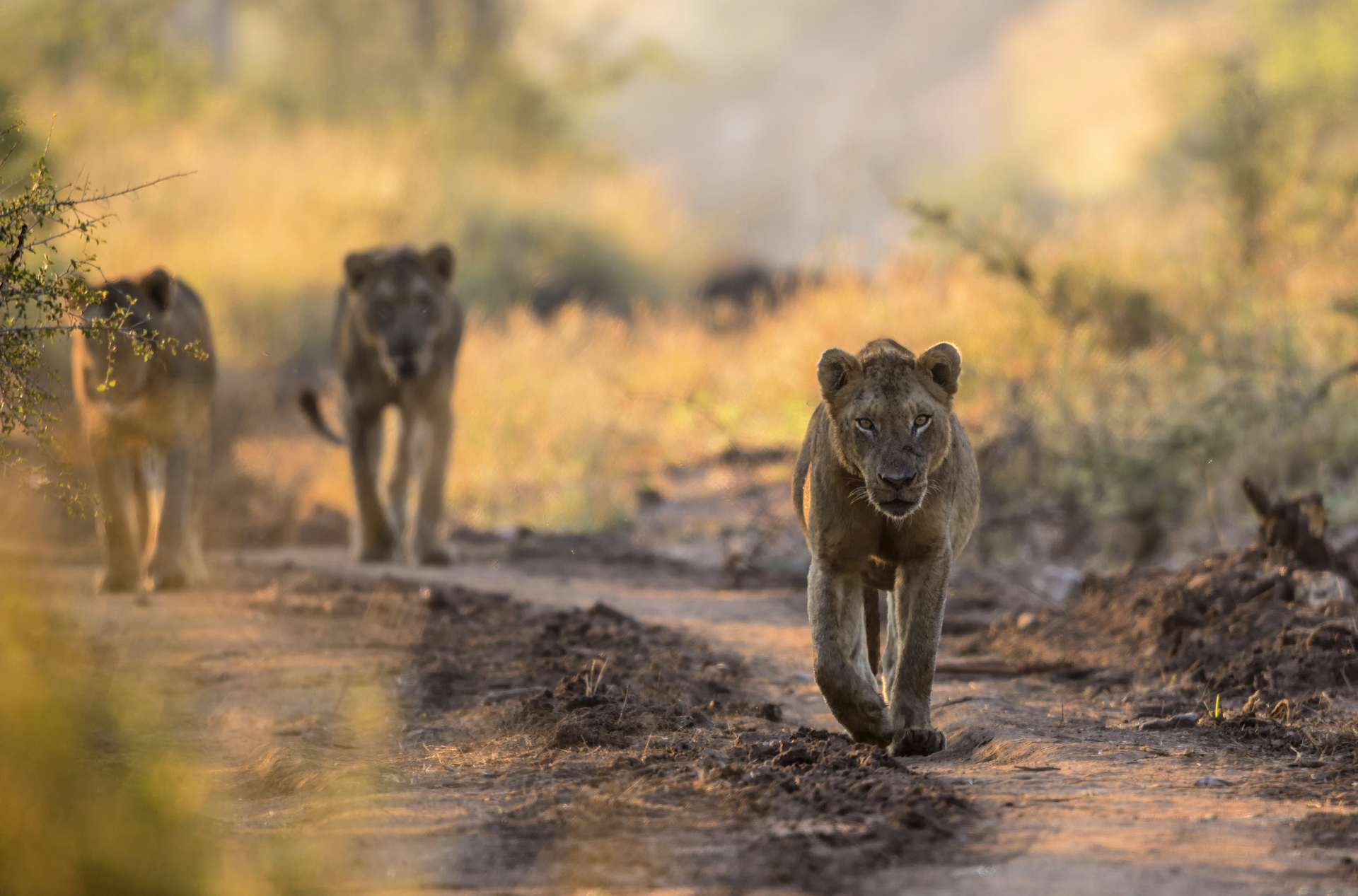 sydafrika - sydafrika_natur_loeve_06
