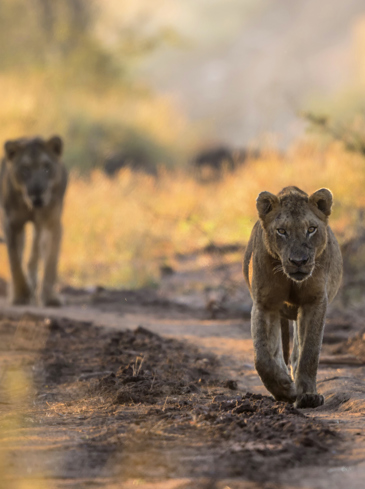 sydafrika - sydafrika_natur_loeve_06