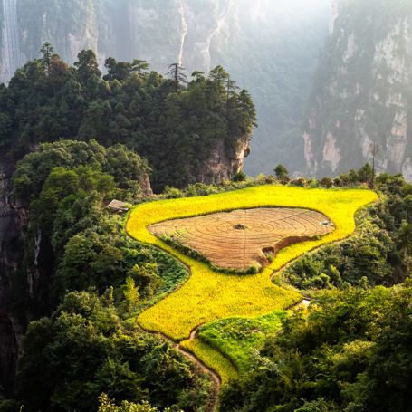 Zhangjiajie Risterrasse