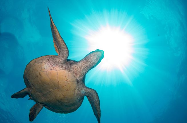 Isla De Cano Skildpadde