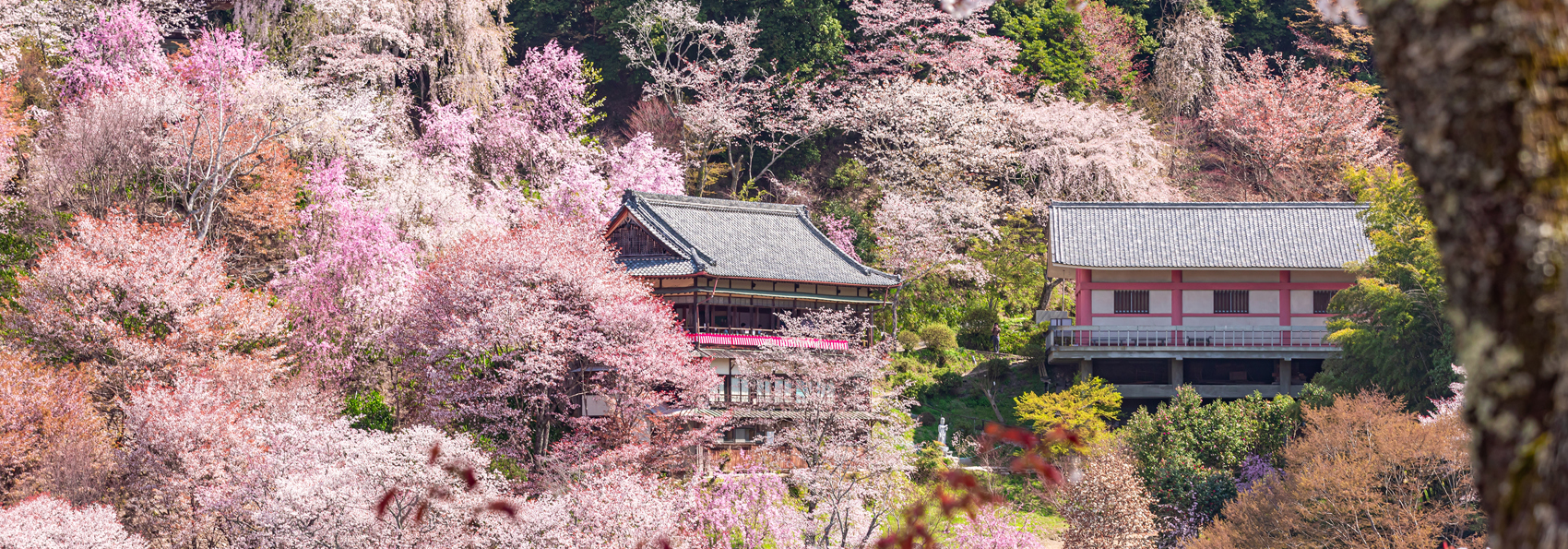 Nara05 Kirsebærtræer