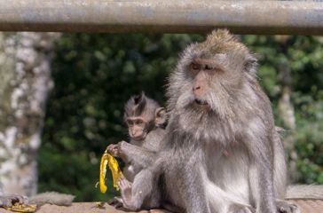 Sidemen Abe GI 618624632