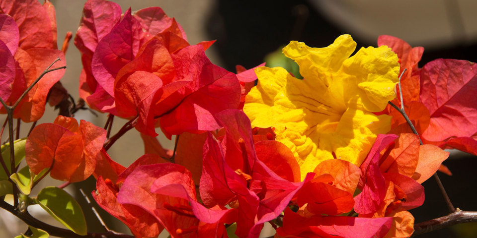 Jamaica Falmouth Blomst 2154539811