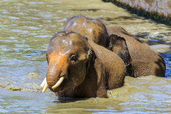 Her kan I spotte junglens dyreliv i deres naturlige omgivelser lige fra orangutanger til de sjældne pygmæelefanter. 