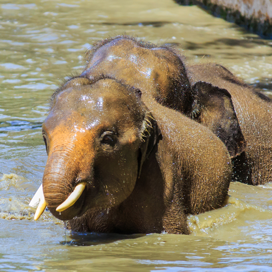 Her kan I spotte junglens dyreliv i deres naturlige omgivelser lige fra orangutanger til de sjældne pygmæelefanter. 