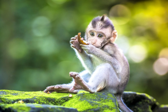 bali - ubud_monkey forrest_07