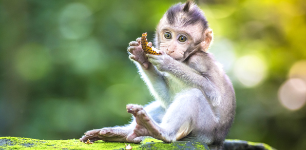 bali - ubud_monkey forrest_07