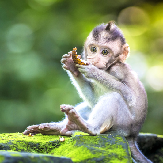 bali - ubud_monkey forrest_07