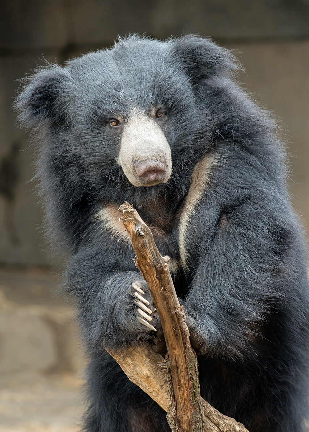 Minneriya National Park