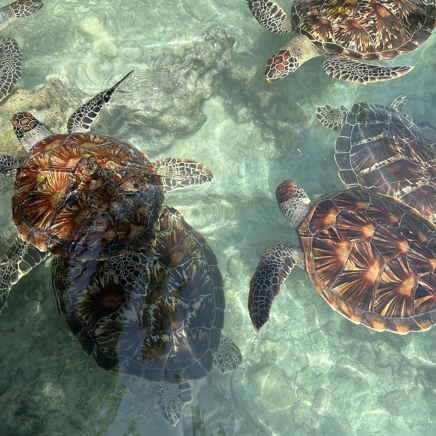 Kizimkazi Skildpadder