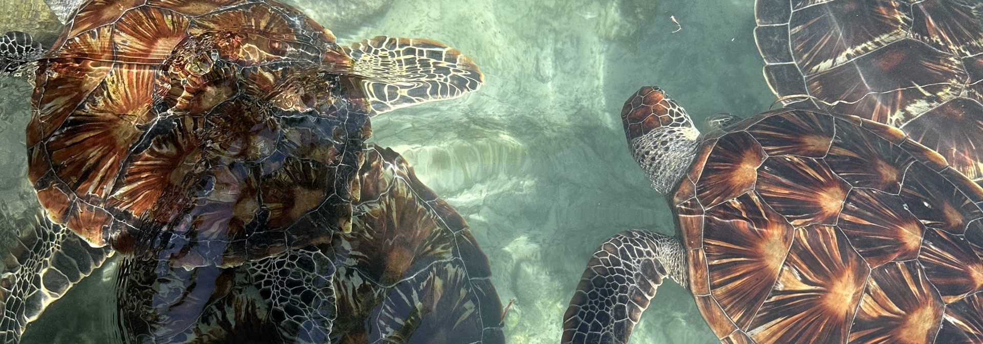 Kizimkazi Skildpadder