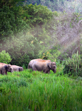Hua Hin Kui Buri Nationalpark Elefanter I Det Fri