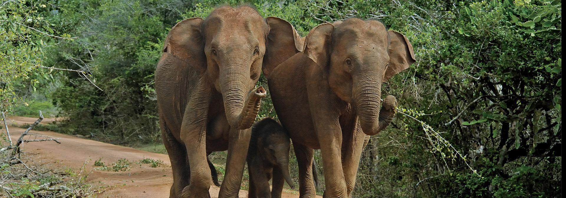 Yala National Park Elefanter 01