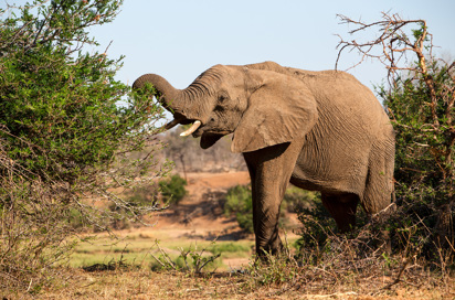 Sydafrika 2025 Mikkel 0508 Elefant