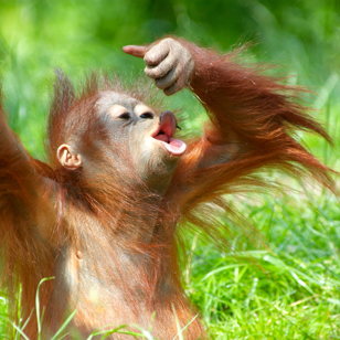 Orangutangunge i Sepilok